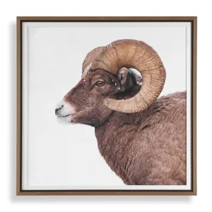 Big Horn Sheep Framed Print