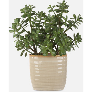 Crassula Jade Accent Plant