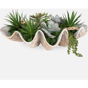 Seaside Breeze Succulents