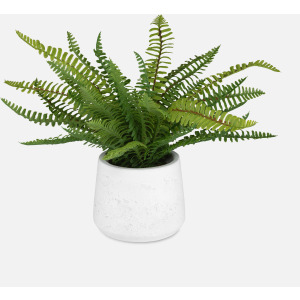Boston Fern In White Ceramic Pot