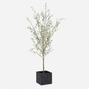 Abundance Potted Olive Tree
