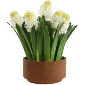 Sincerity Potted Hyacinth Plant