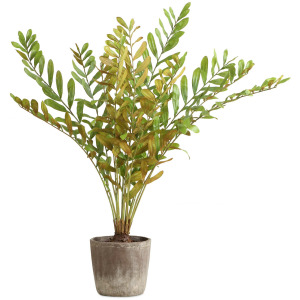 Zamia Palm Accent In Planter