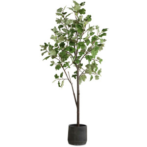 Eden Potted Fig Tree