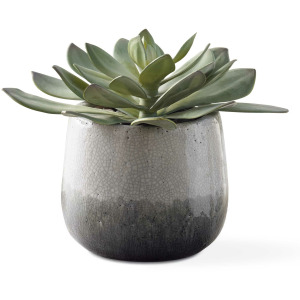 Dudleya Gray Outdoor Succulent