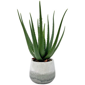 Veranda Indoor-Outdoor Aloe Plant