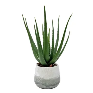 Veranda Indoor-Outdoor Aloe Plant