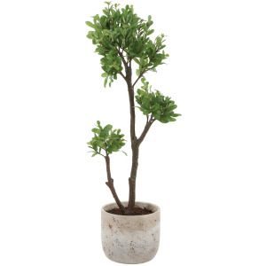 Arbor Strawberry Tree