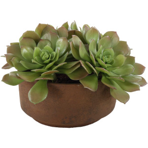 Sable Succulent Accent In Pot