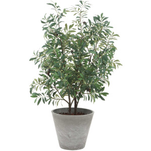 Marisol Potted Olive Plant