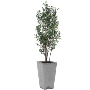 Sonora Olive Tree In Planter