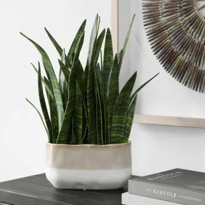 Sansera Snake Accent Plant