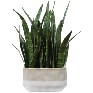 Sansera Snake Accent Plant