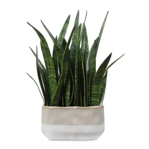 Sansera Snake Accent Plant