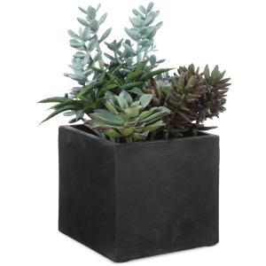 Greystone Indoor-Outdoor Succulent