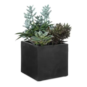 Greystone Indoor-Outdoor Succulent