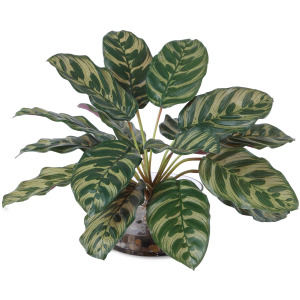 Peacock Plant Accent