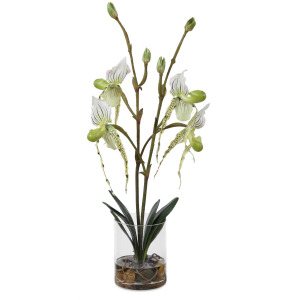 Lady Slipper Orchid In Glass Vase