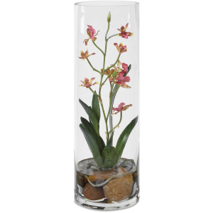 Mariposa Pink Orchid