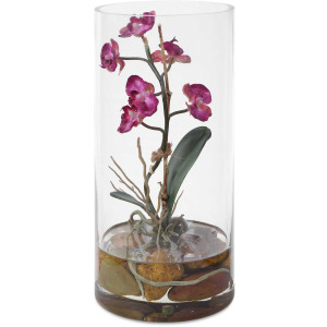 Mariposa Fuchsia Orchid