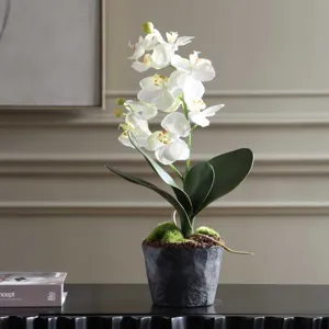 Laris Orchid Drop-In