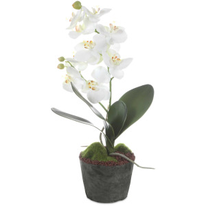 Laris Orchid Drop-In