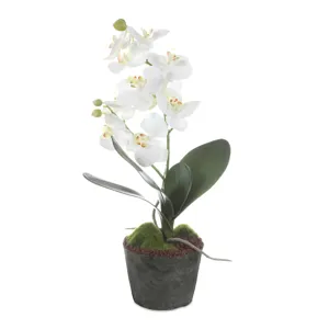 Laris Orchid Drop-In