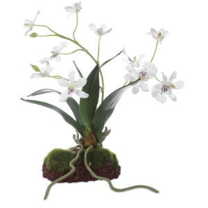 Clovis Orchid Drop-In