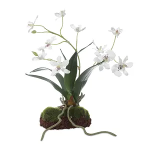 Clovis Orchid Drop-In