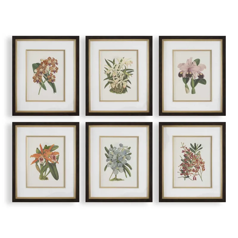Orchid Botanical Framed Prints Set/6