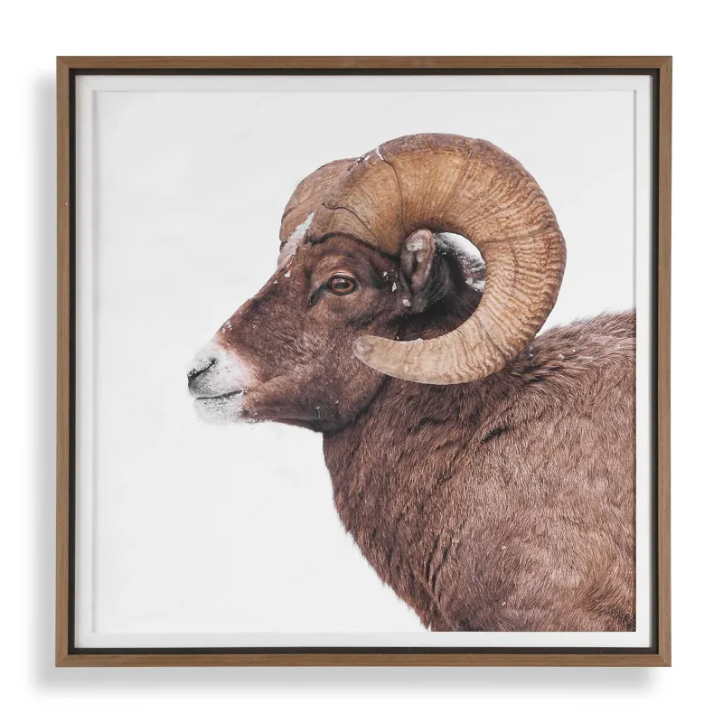 Big Horn Sheep Framed Print