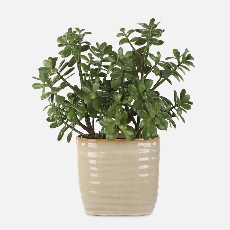Crassula Jade Accent Plant