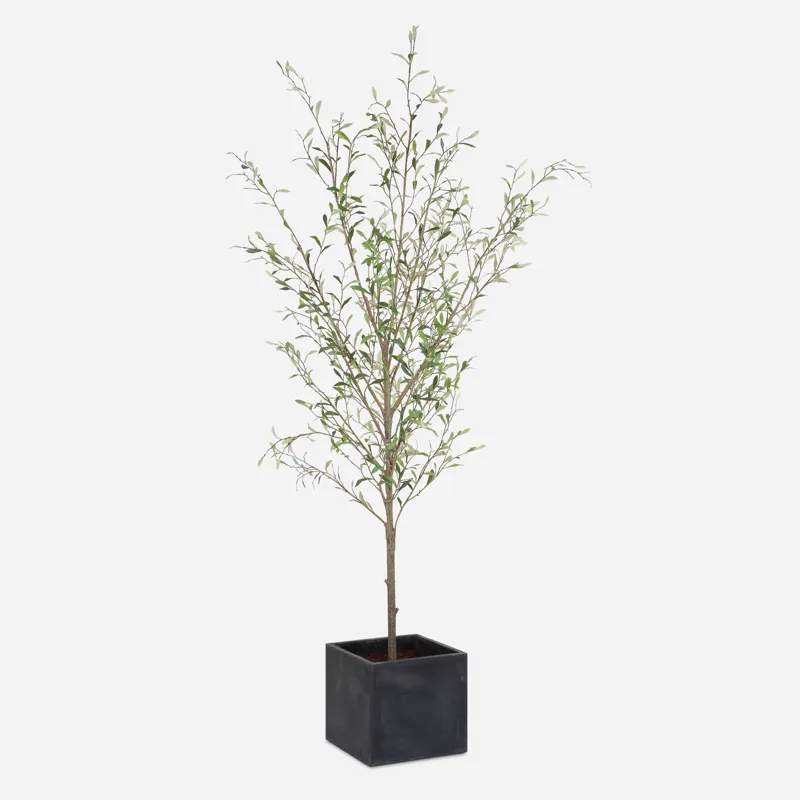Abundance Potted Olive Tree