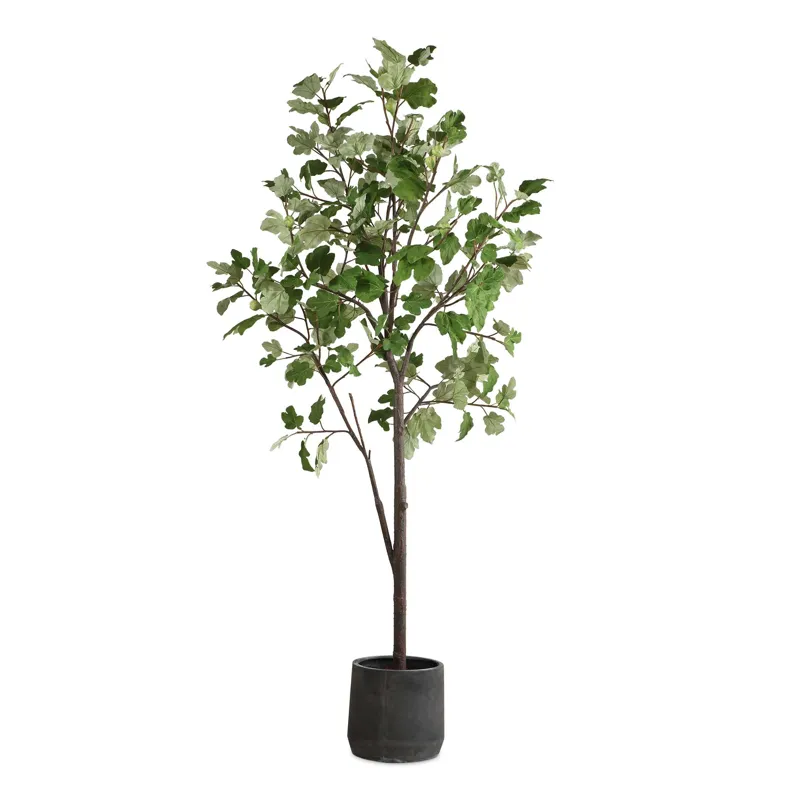 Eden Potted Fig Tree
