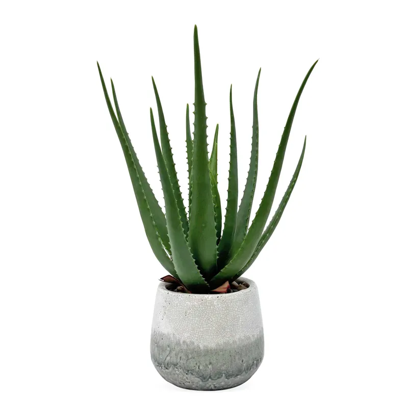 Veranda Indoor-Outdoor Aloe Plant