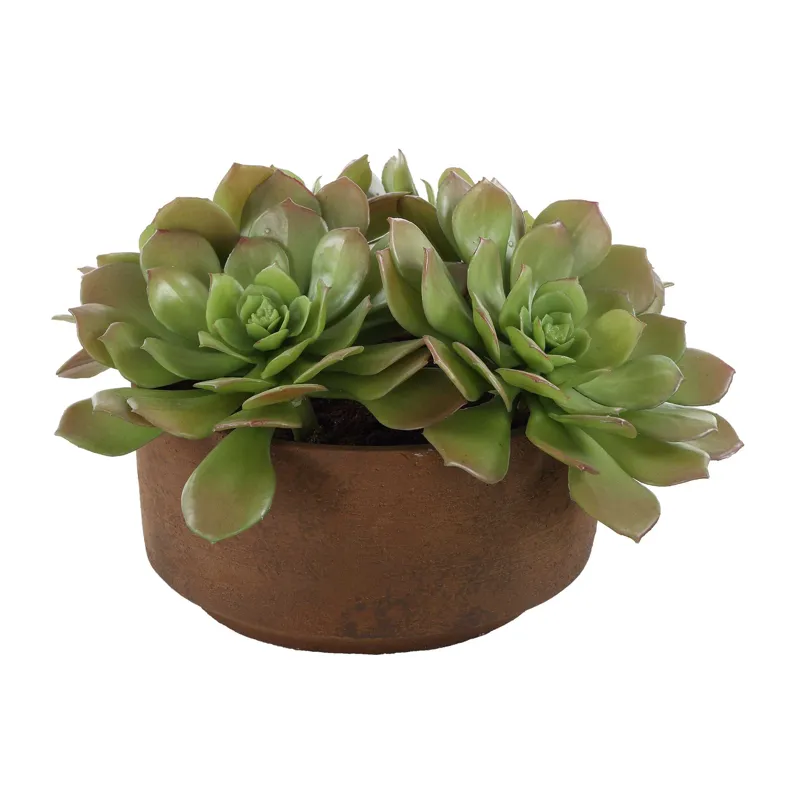 Sable Succulent Accent In Pot