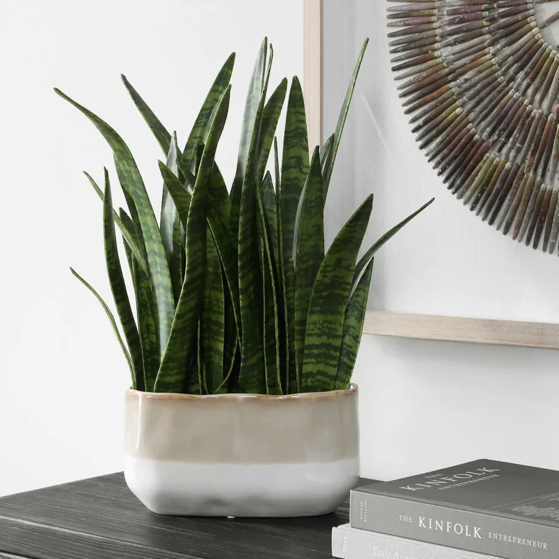 Sansera Snake Accent Plant