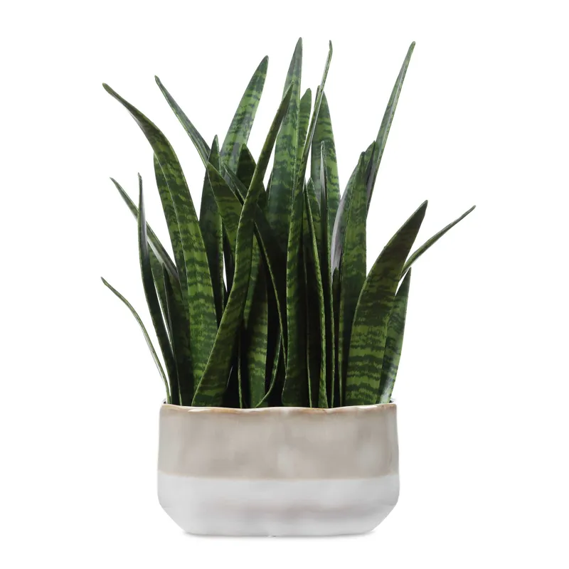 Sansera Snake Accent Plant