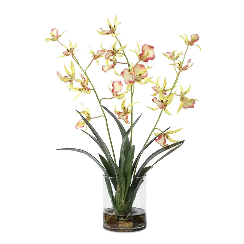 Spider Orchid In Glass Vase