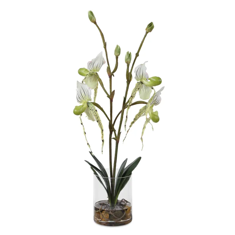 Lady Slipper Orchid In Glass Vase