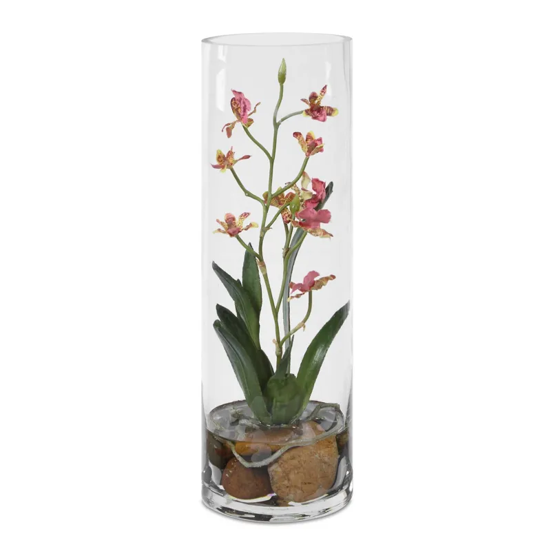 Mariposa Pink Orchid