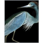 Stately Heron 1