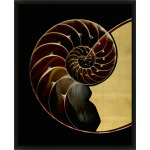 Golden Nautilus 1