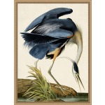 Oiseau 1