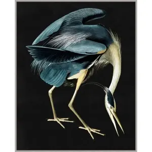 Grand Audubon 1
