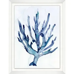 Pawley's Coral 3