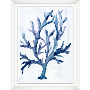 Pawley's Coral 1