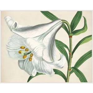 White Blooms 1
