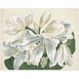 White Blooms 2