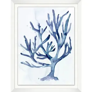 Pawley's Coral 2
